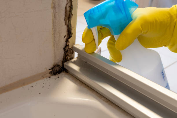 Best Emergency Mold Remediation in Meridian, TX