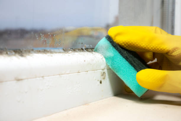 Best White Mold Remediation in Meridian, TX