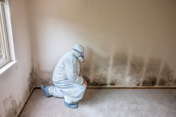 Best DIY Mold Remediation Support Services in Meridian, TX