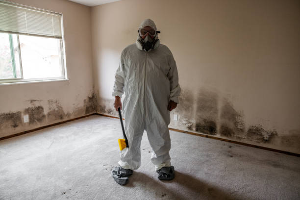 Best Basement Mold Remediation in Meridian, TX