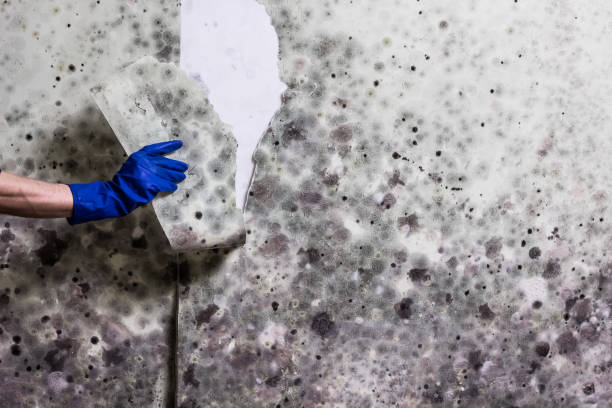 Best Residential Mold Remediation in Meridian, TX