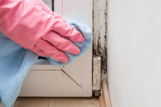 Best Residential Mold Remediation in Meridian, TX