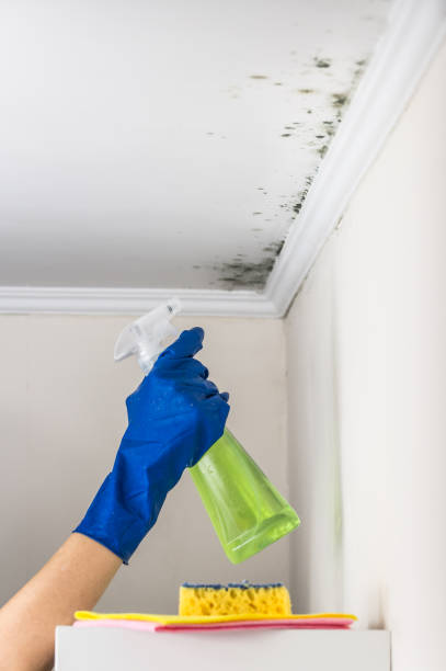 Best HVAC Mold Remediation in Meridian, TX